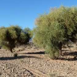 Balanites aegyptiaca