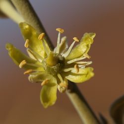 Balanites aegyptiaca