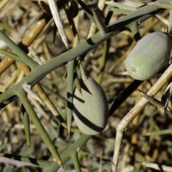 Balanites aegyptiaca