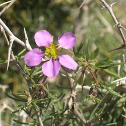 Fagonia cretica