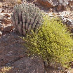 Fagonia harpago