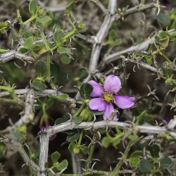 Fagonia harpago