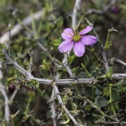 Fagonia harpago
