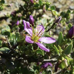 Fagonia harpago