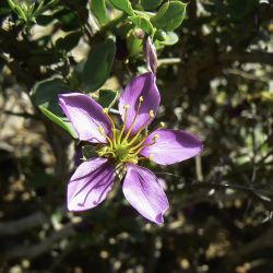 Fagonia harpago