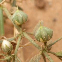 Fagonia indica