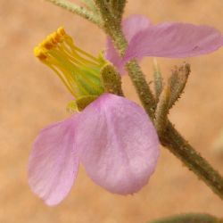 Fagonia indica