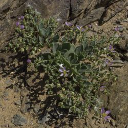 Zygophyllaceae
