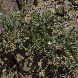 Fagonia latifolia subsp. latifolia