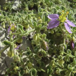 Fagonia latifolia subsp. latifolia