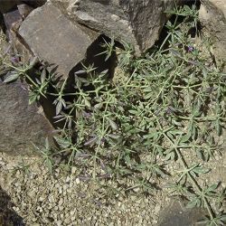 Fagonia longispina