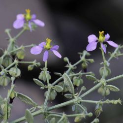 Fagonia longispina