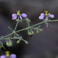 Fagonia longispina