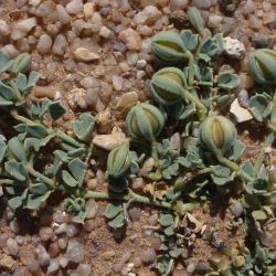 Zygophyllaceae