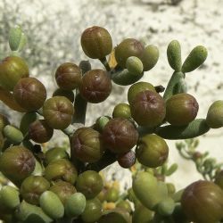 Tetraena fontanesii