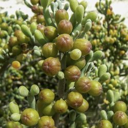 Tetraena fontanesii