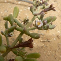 Tetraena gaetula