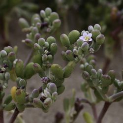 Tetraena gaetula