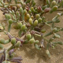 Tetraena gaetula