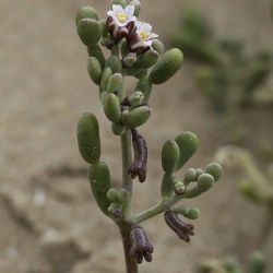 Tetraena gaetula