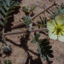 Tribulus terrestris