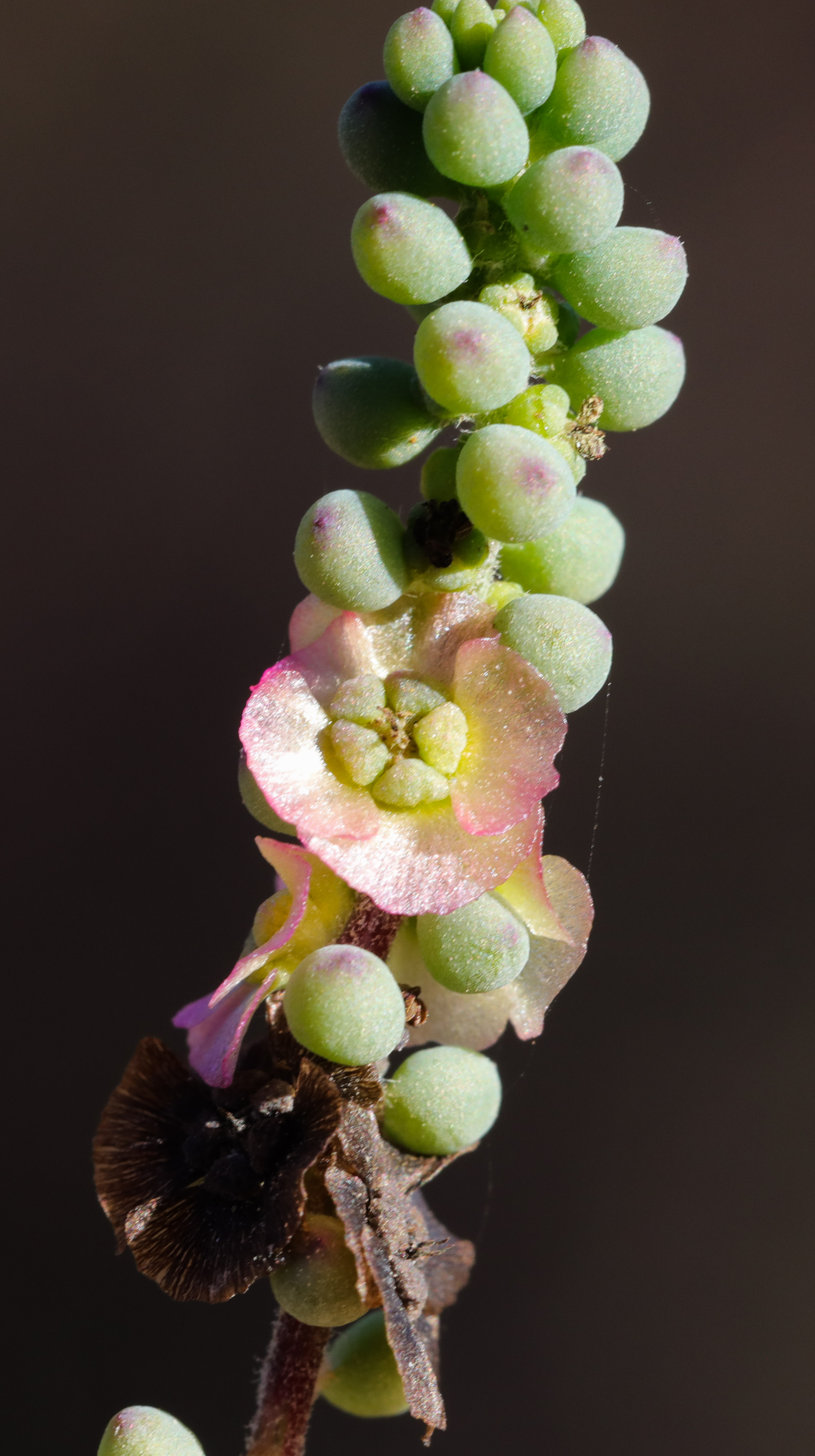 Maireana brevifolia - Biodiversité végétale du sud-ouest marocain