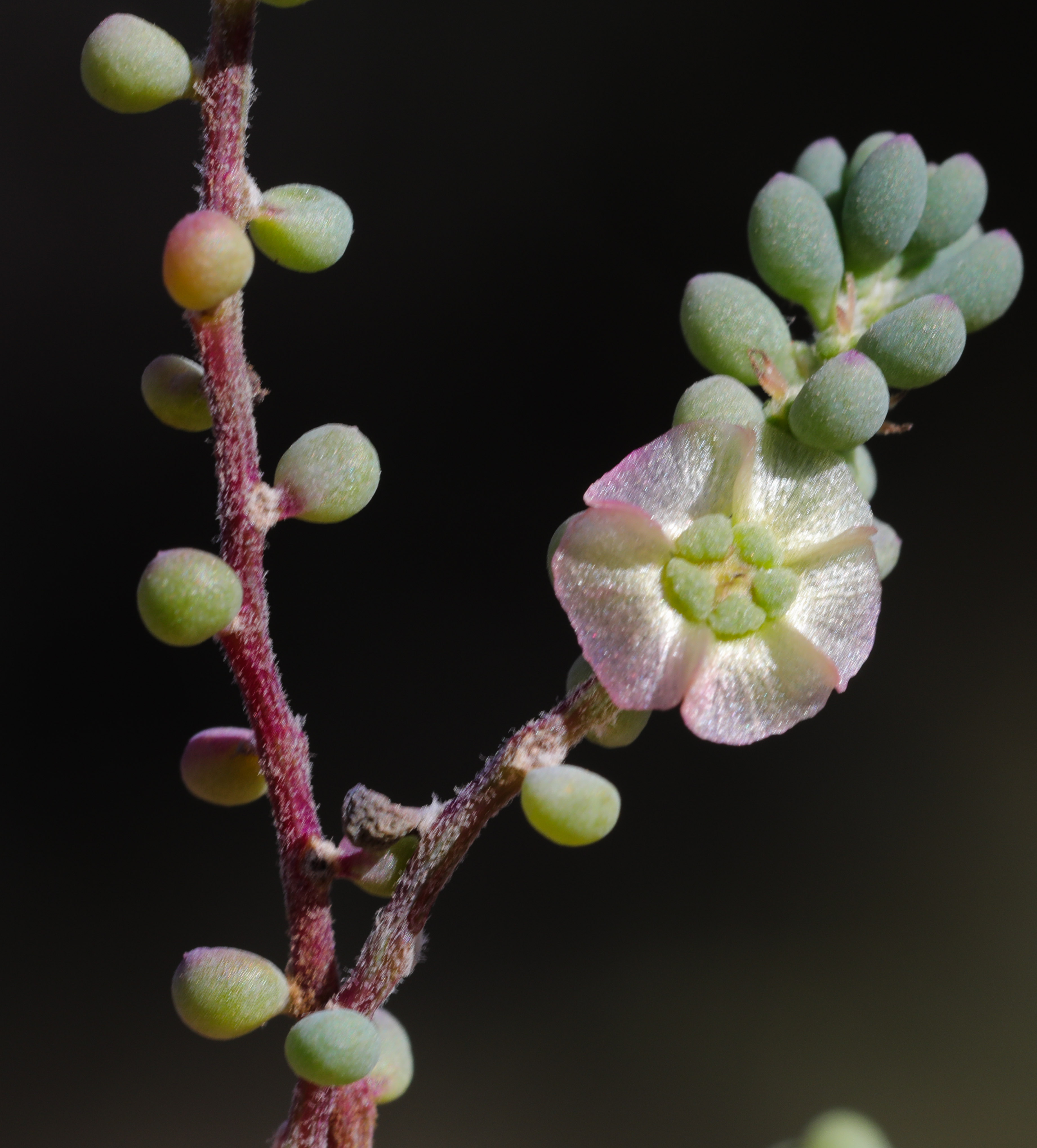 Maireana brevifolia - Biodiversité végétale du sud-ouest marocain