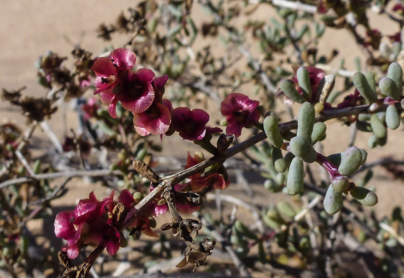 Salsola Gr Lonolia Biodiversité Végétale Du Sud Ouest Marocain