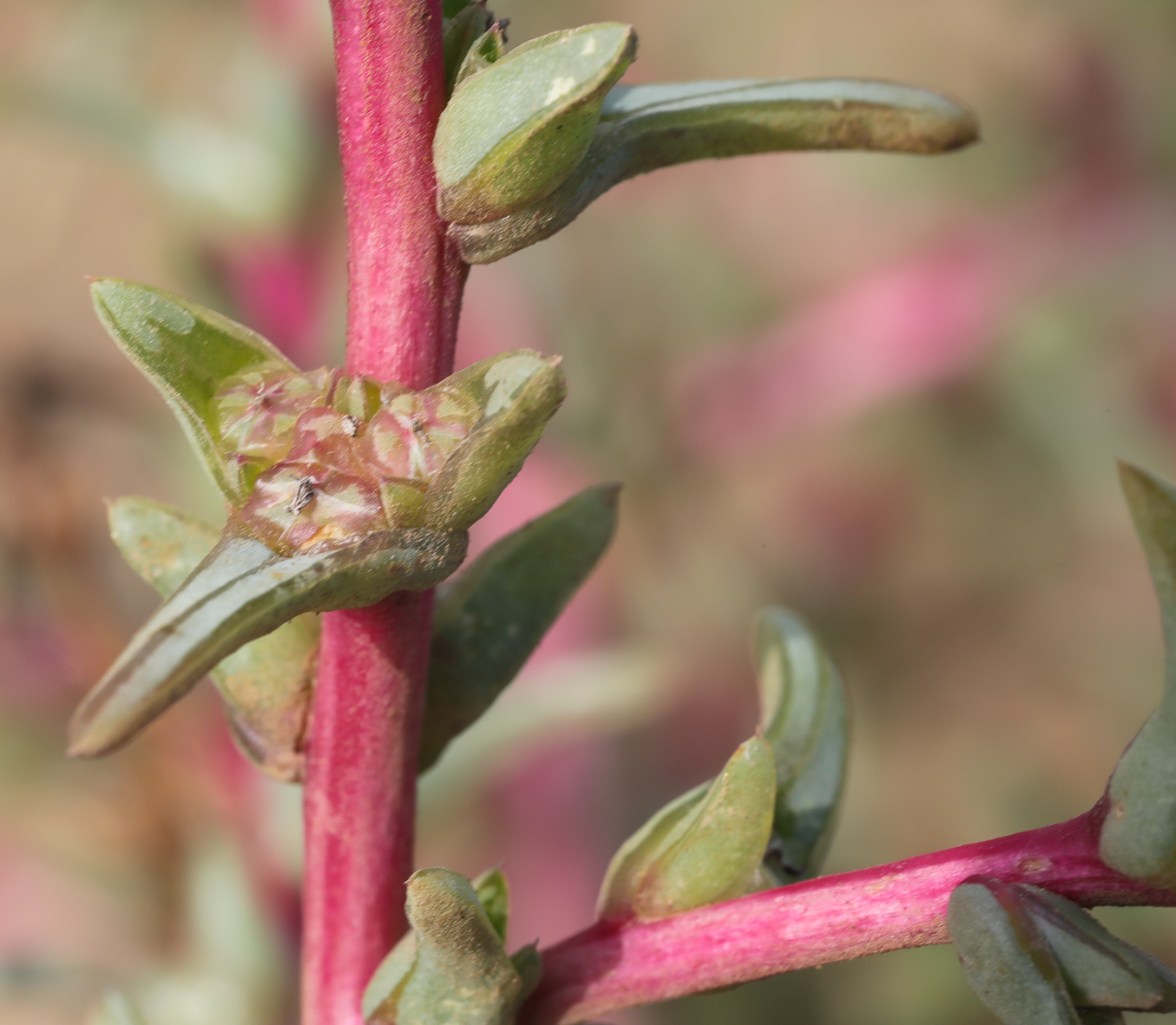 Salsola Soda Biodiversité Végétale Du Sud Ouest Marocain