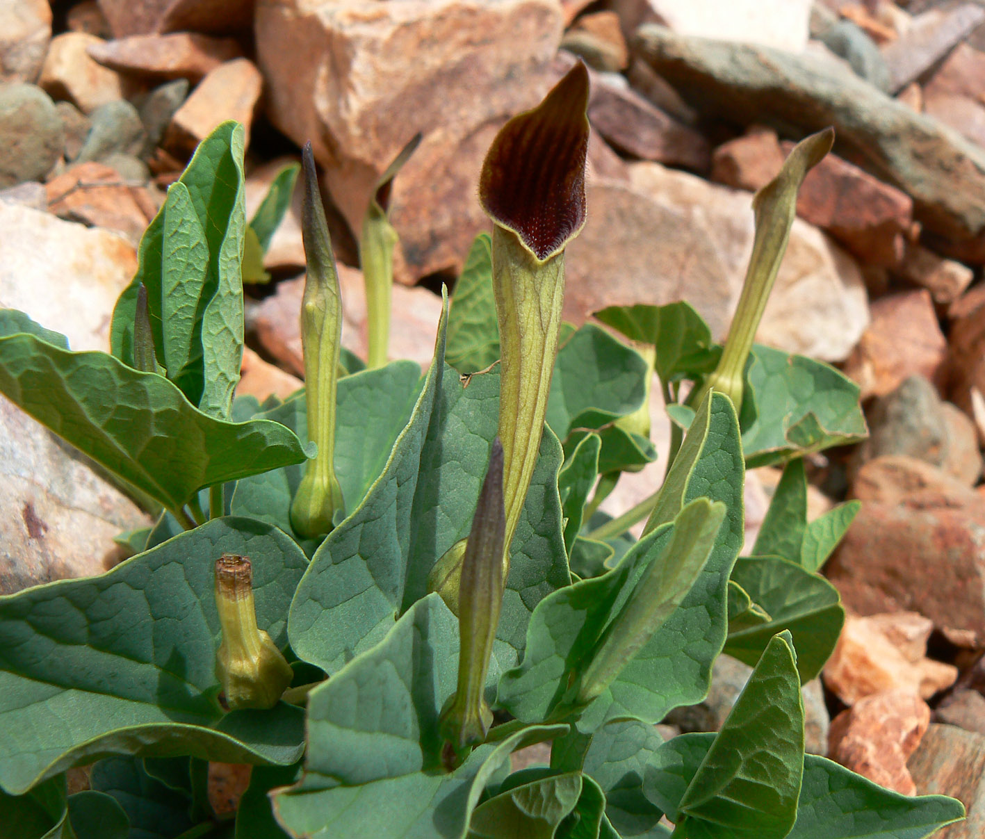 Aristolochiaceae Plant Biodiversity of SouthWestern Morocco