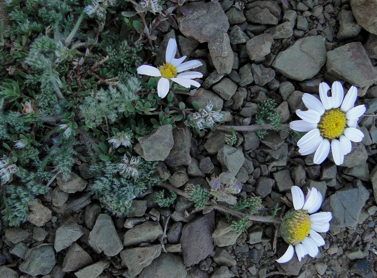Anacyclus pyrethrum - Plant Biodiversity of South-Western Morocco