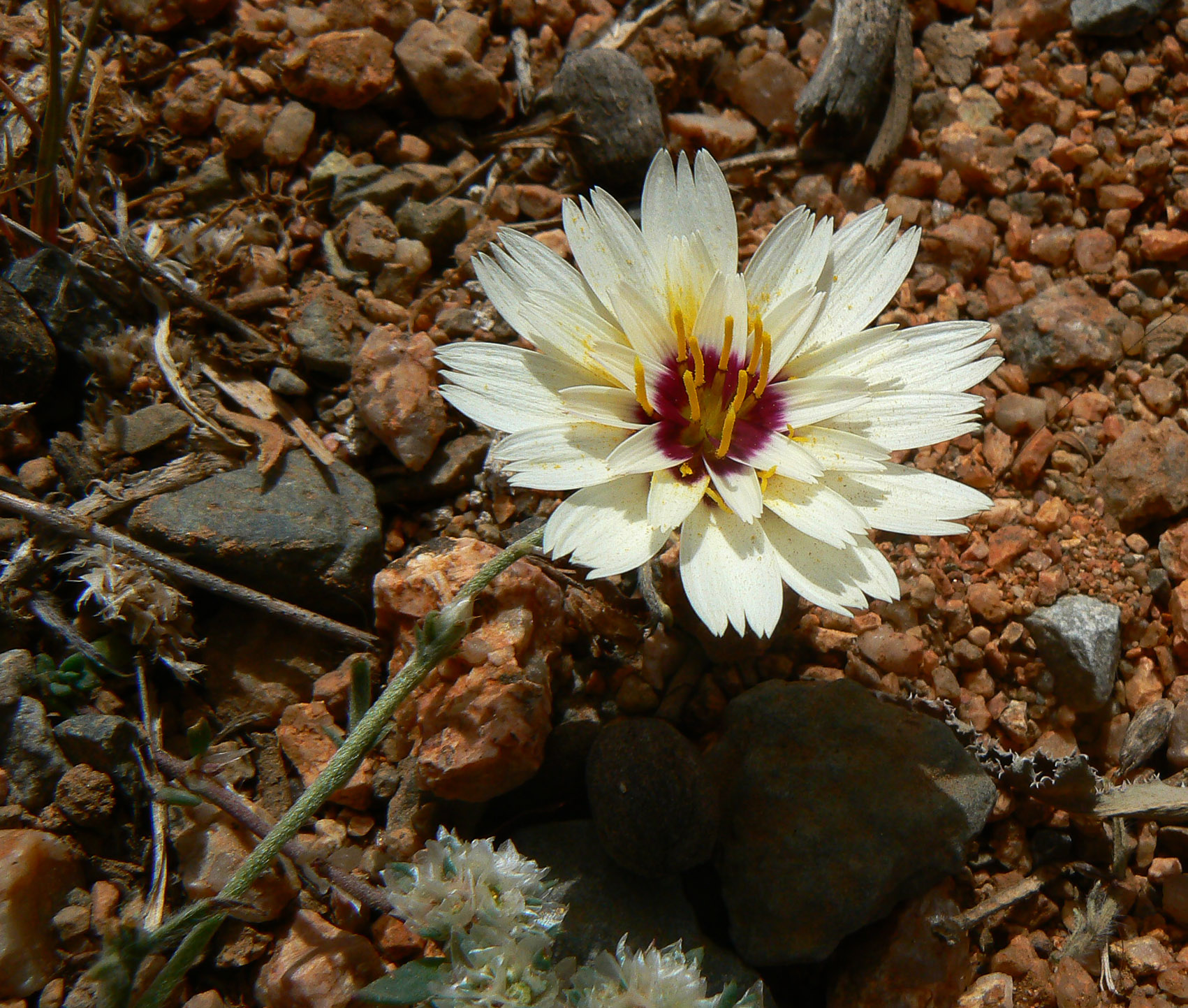 Catananche arenaria Plant Biodiversity of SouthWestern Morocco