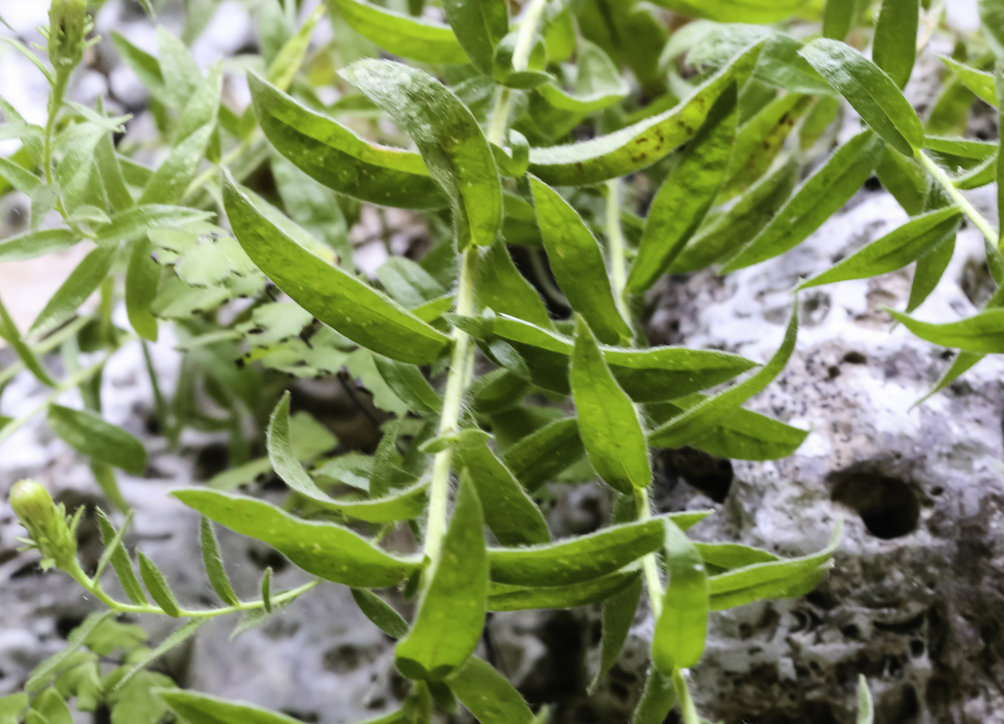 Chiliadenus glutinosus Plant Biodiversity of SouthWestern Morocco