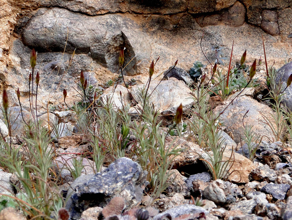 Leysera leyseroides - Biodiversité végétale du sud-ouest marocain
