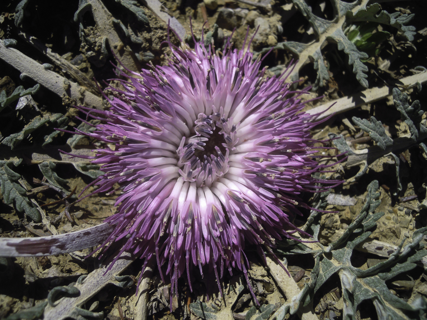 Rhaponticum acaule - Biodiversité végétale du sud-ouest marocain