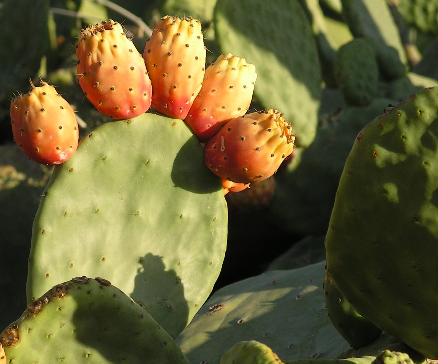 Opuntia ficus indica - Plant Biodiversity of South-Western Morocco