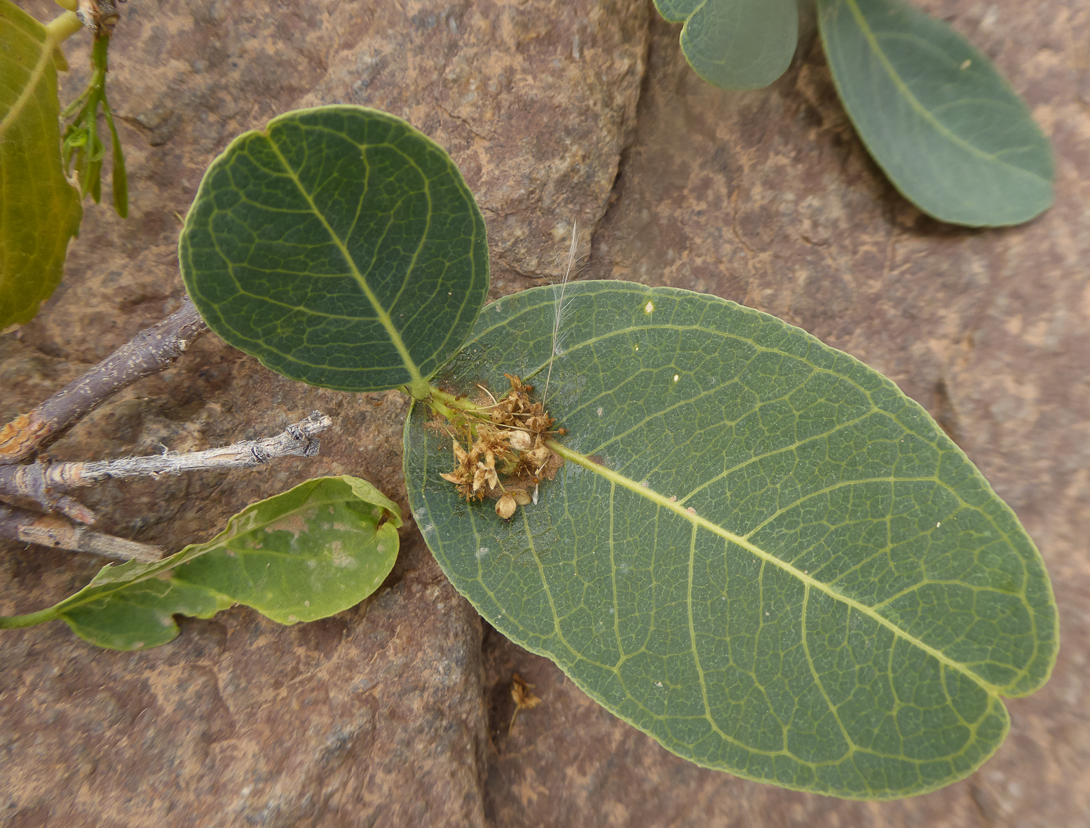 Boscia senegalensis - Plant Biodiversity of South-Western Morocco