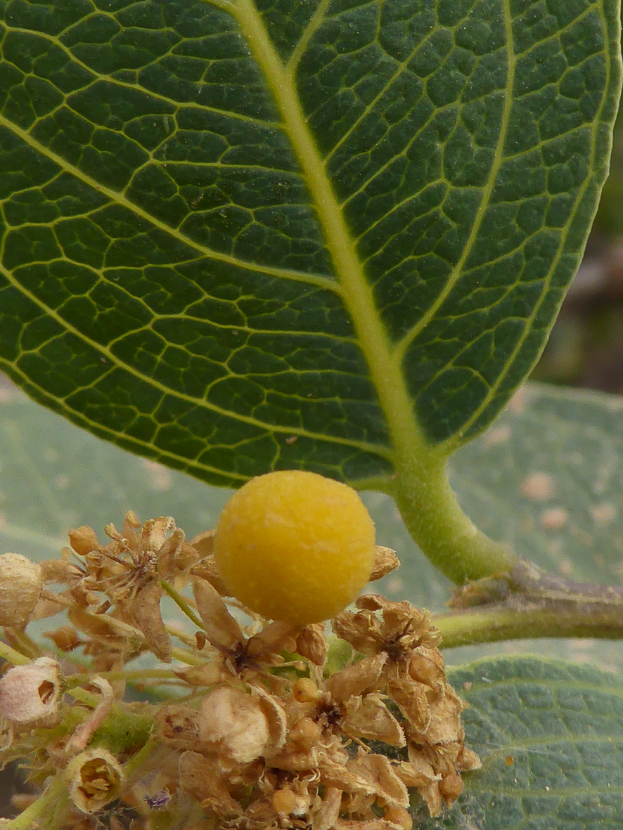 Boscia senegalensis Plant Biodiversity of SouthWestern Morocco
