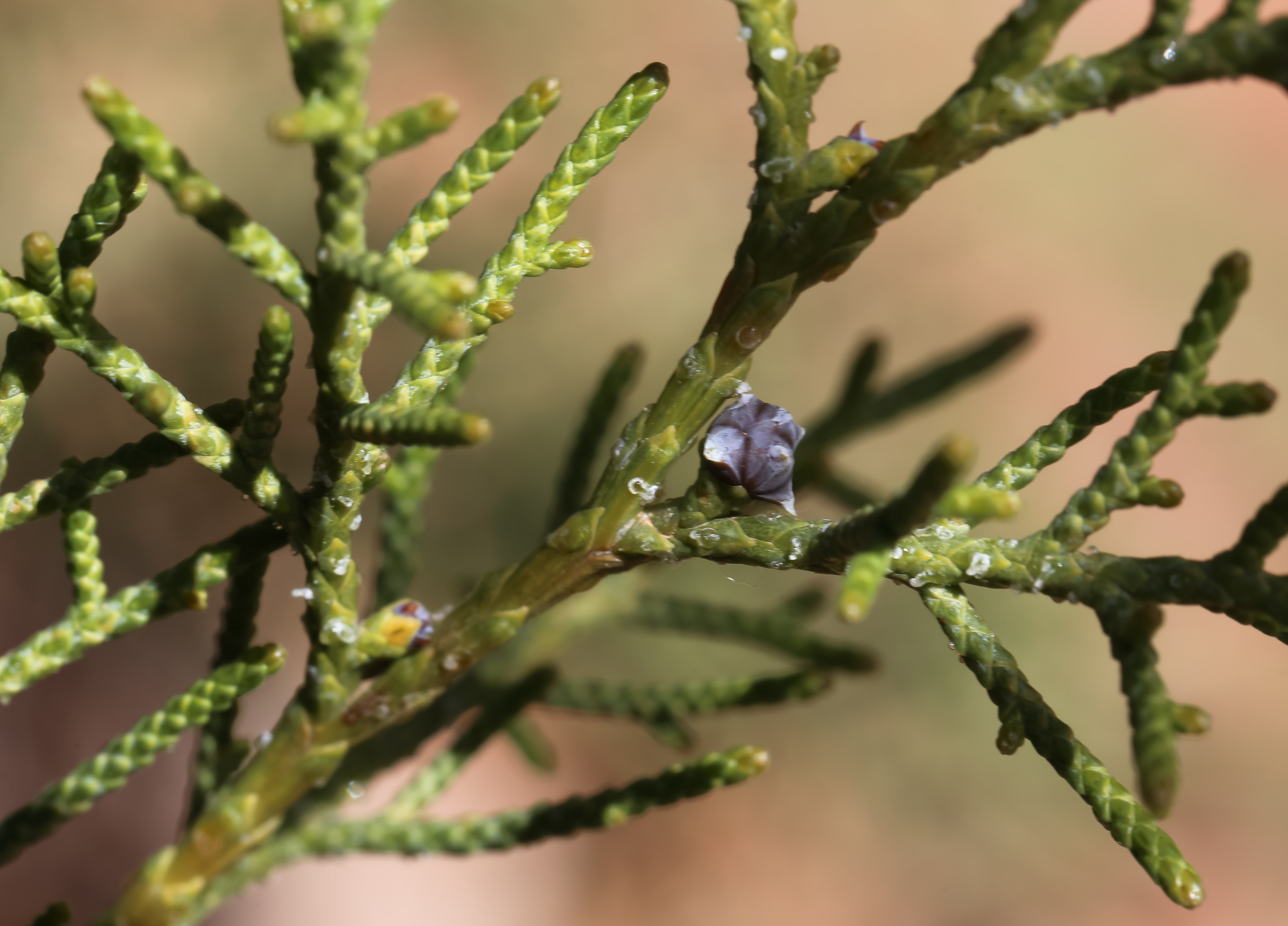 Juniperus Phoenicea Subsp. Turbinata - Plant Biodiversity Of South ...