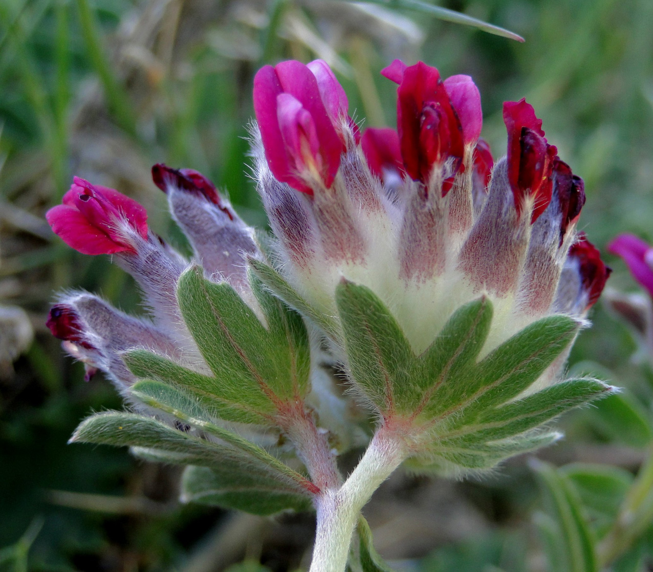 Anthyllis vulneraria subsp. saharae Plant Biodiversity of South