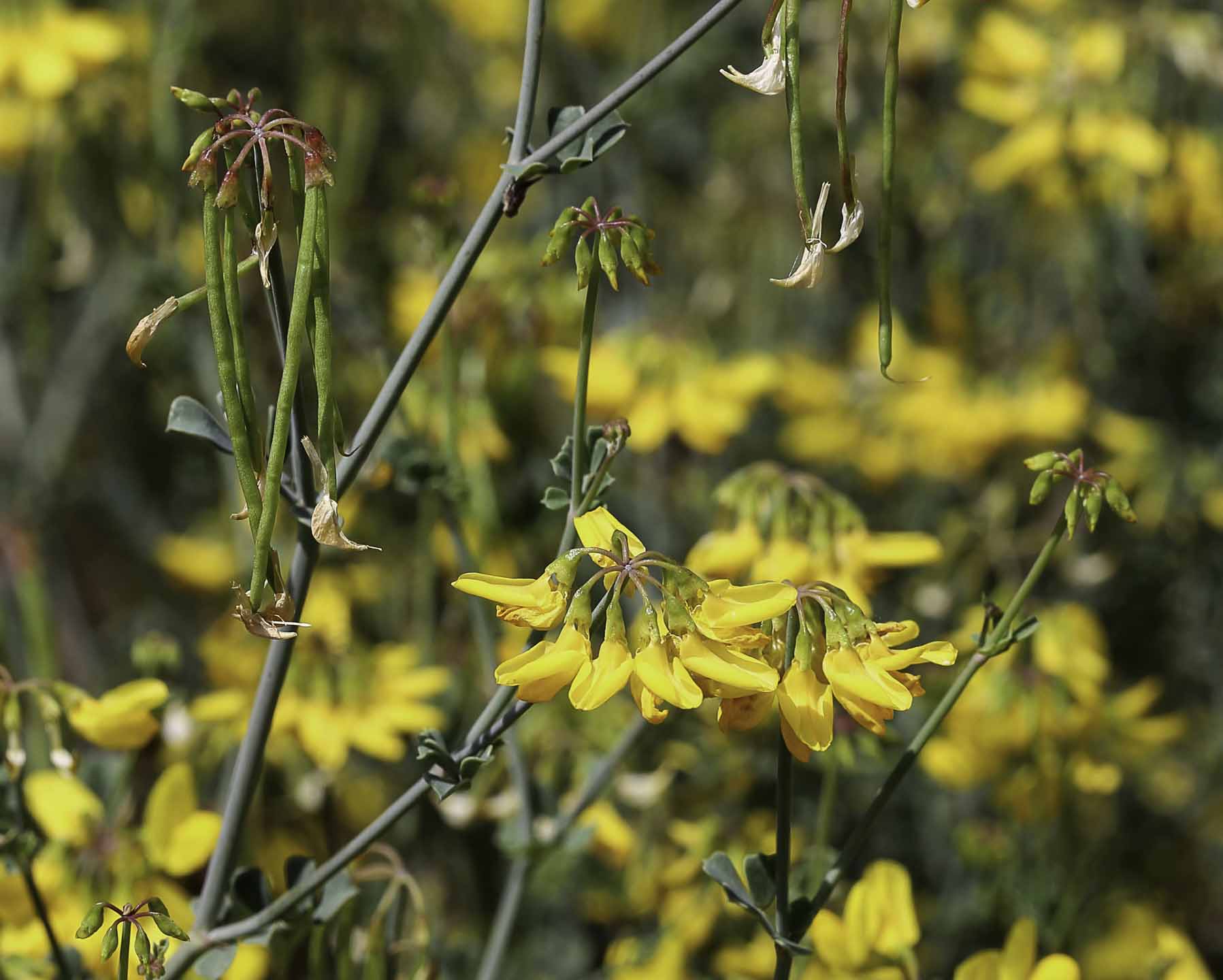 Coronilla ramosissima - Biodiversité végétale du sud-ouest marocain