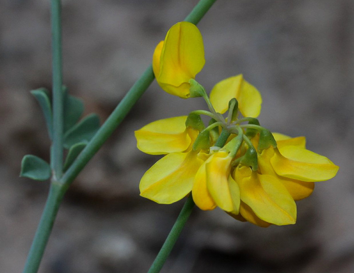 Coronilla ramosissima - Biodiversité végétale du sud-ouest marocain
