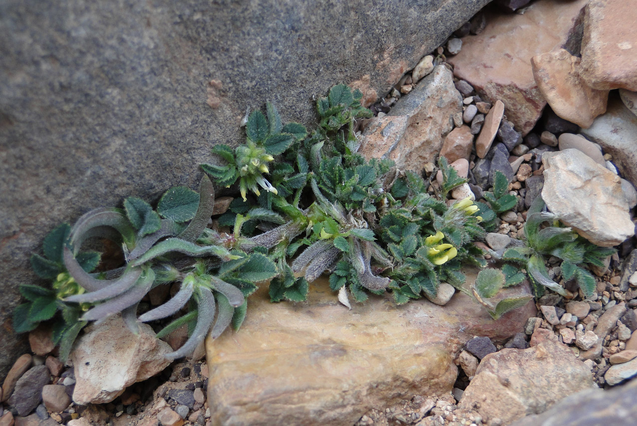 Medicago monspeliaca Biodiversité végétale du sudouest marocain