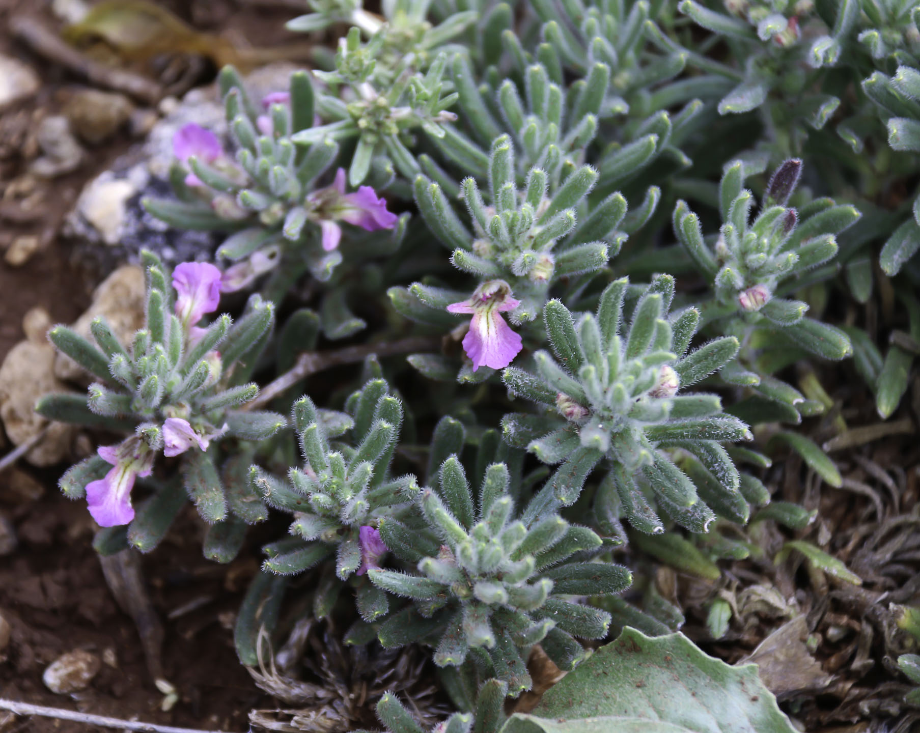 Ajuga iva - Plant Biodiversity of South-Western Morocco