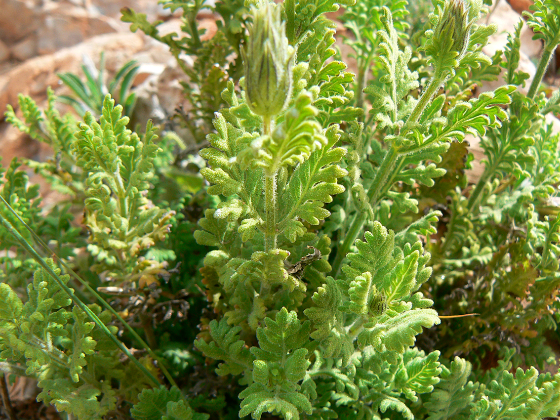 Lavandula mairei - Plant Biodiversity of South-Western Morocco