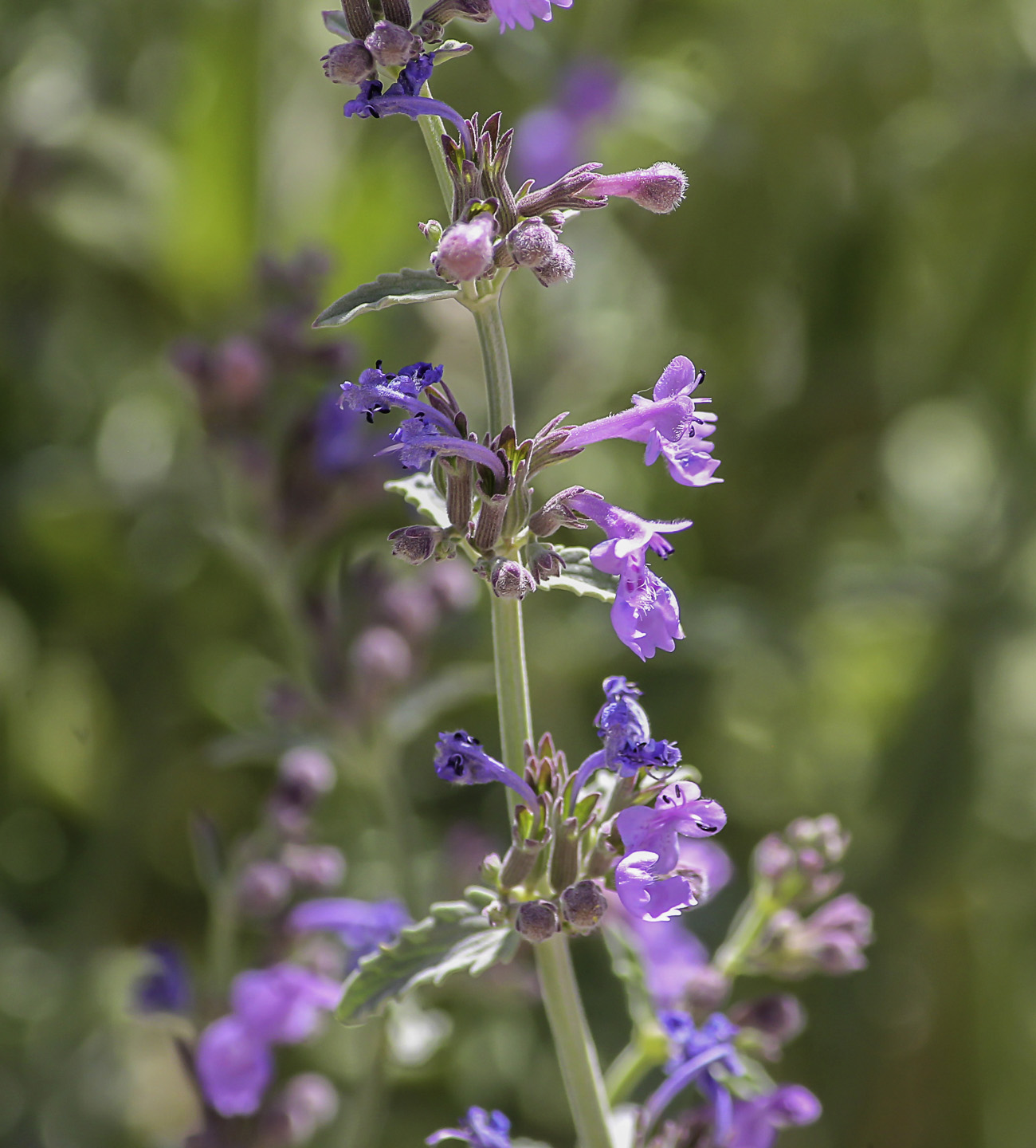 Nepeta nepetella subsp. amethystina - Plant Biodiversity of South ...