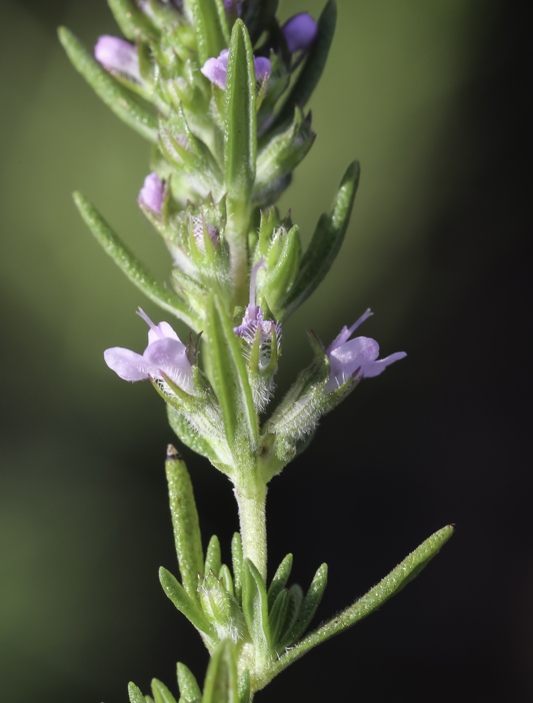 Thymus zygis subsp. gracilis Biodiversité végétale du sudouest marocain