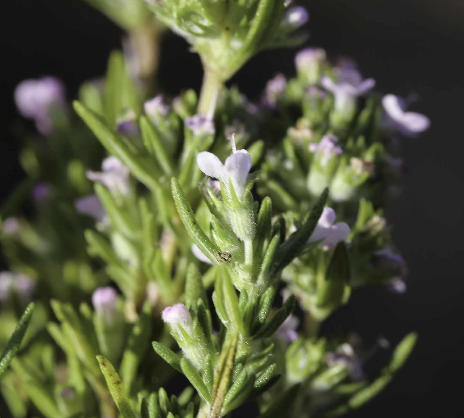 Thymus zygis subsp. gracilis Plant Biodiversity of SouthWestern Morocco