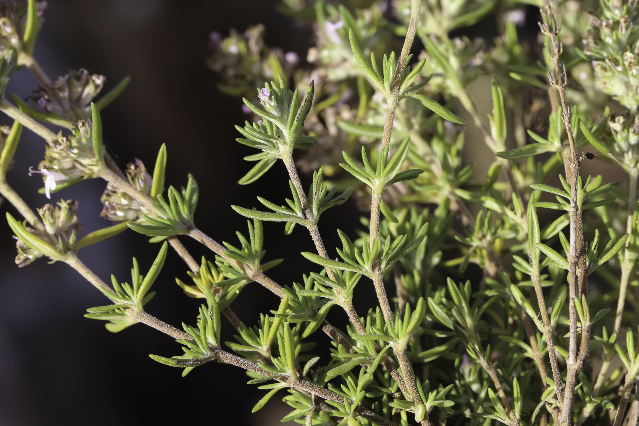 Thymus zygis subsp. gracilis Plant Biodiversity of SouthWestern Morocco