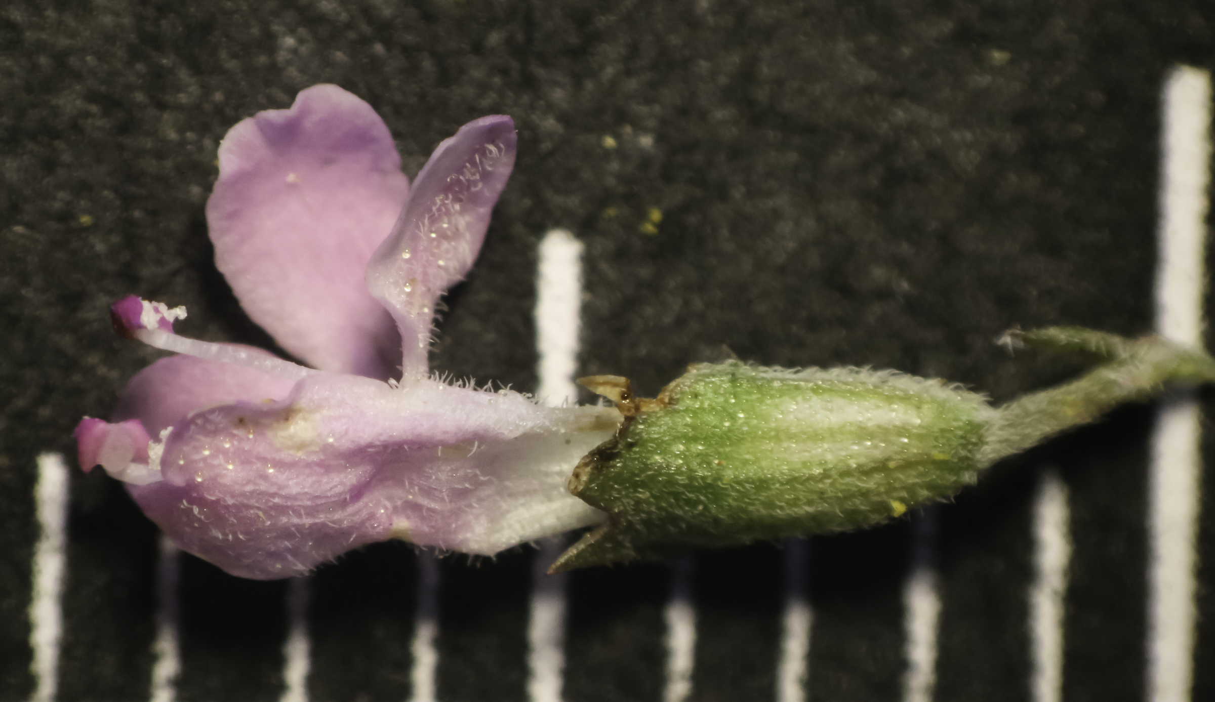 Thymus zygis subsp. gracilis Biodiversité végétale du sudouest marocain